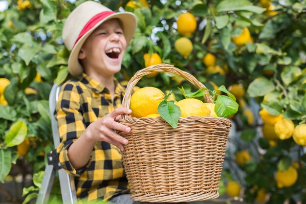 Smiling young boy farmer harvesting picking lemons in the orchard