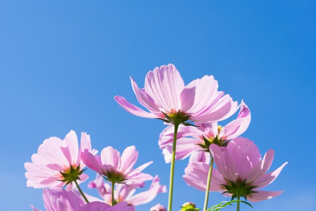 Photo smmer bright blue sky with pink fresh cosmos flowers