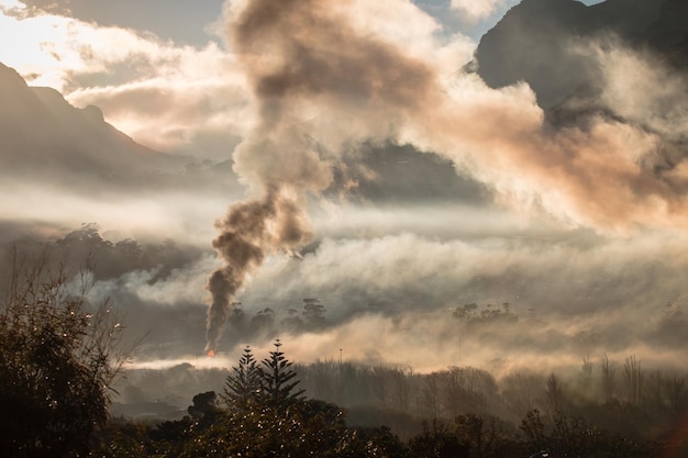 写真 木から空に向かって煙が放たれる