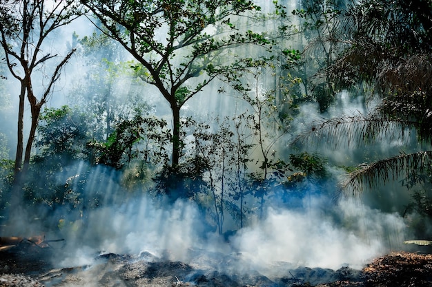 smoke from fire in jungle suns rays make their way through trees hot tropical climate caused fire