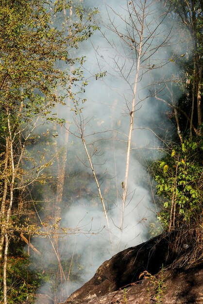 Smoke prairie fire. Dry grass blazes among bushes destruction of forests