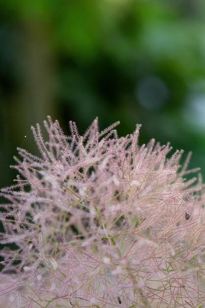 Smoketree plant in de zomer zonnige dag macrofotografie. Rook bush close-up foto in de zomer.