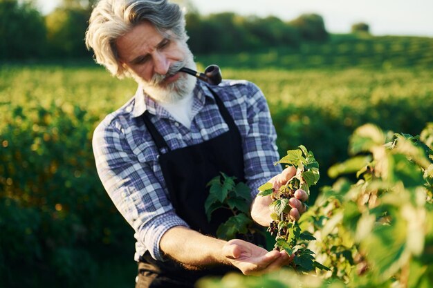 Smoking and looking at berries Senior stylish man with grey hair and beard on the agricultural field with harvest