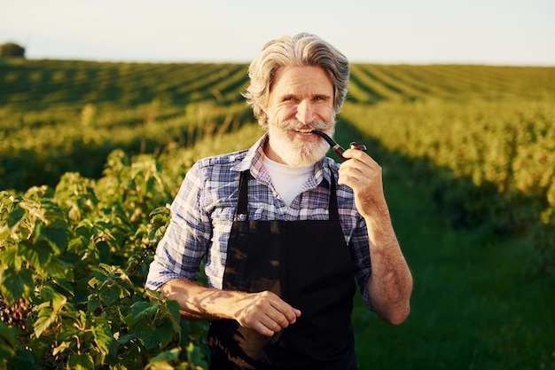 Smoking and looking at berries Senior stylish man with grey hair and beard on the agricultural field with harvest