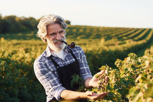 Smoking and taking care of harvest Portrait of senior stylish man with grey hair and beard on the agricultural field