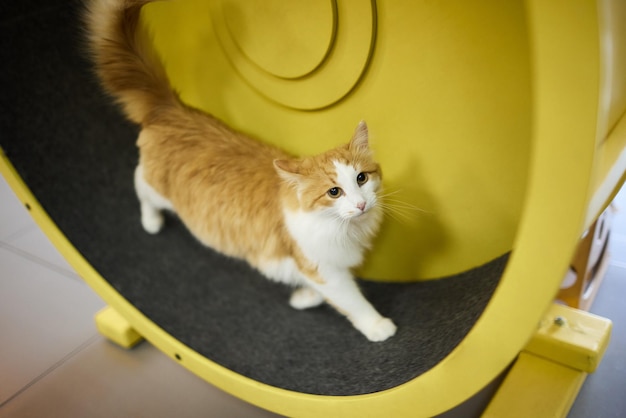 Smoky cat running on exercise wheel training apparatus