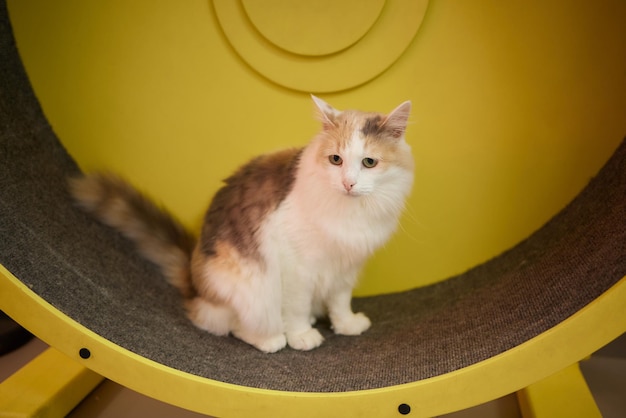 Smoky cat running on exercise wheel training apparatus