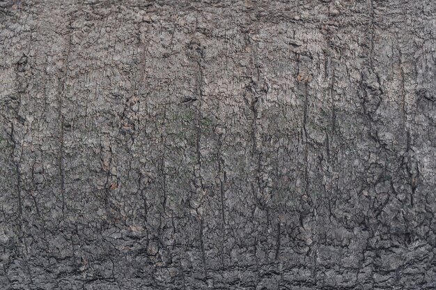 Smooth bark of the deciduous tree gray with a shallow texture for the background