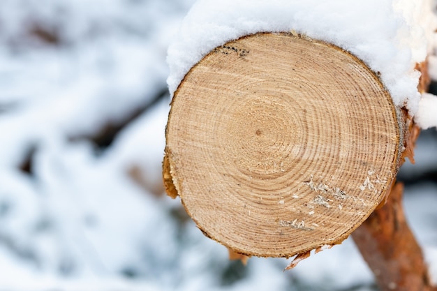 Smooth cut on a tree in a winter forest