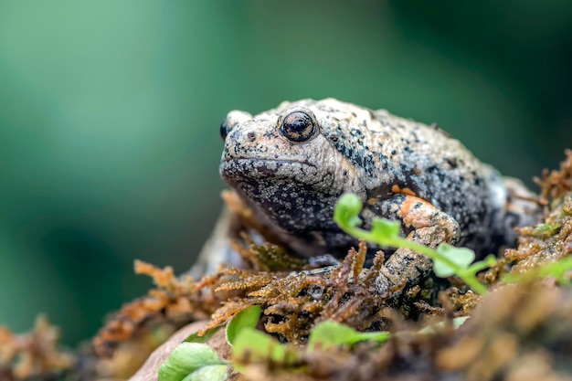 コケの中の滑らかな指の狭い口のカエル (kaloula baleata)