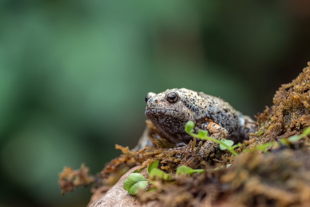 The smooth-fingered narrow-mouthed frog  in the moss