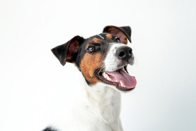 Smooth fox terrier dog on white