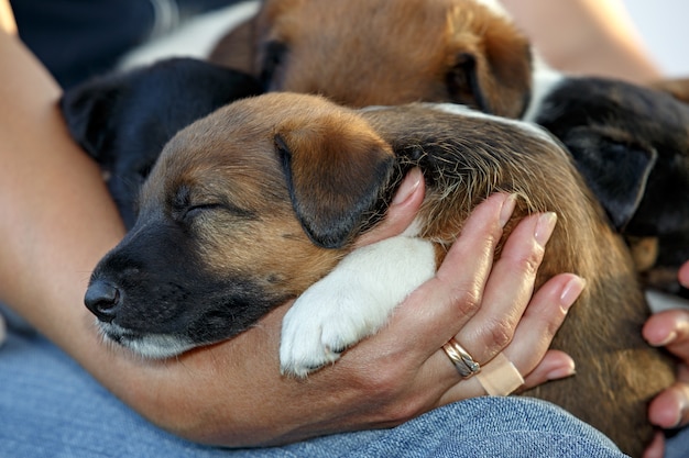Фото Гладкие щенки фокстерьера спят на руках человека. семейные охотничьи собаки. на открытом воздухе в парке.