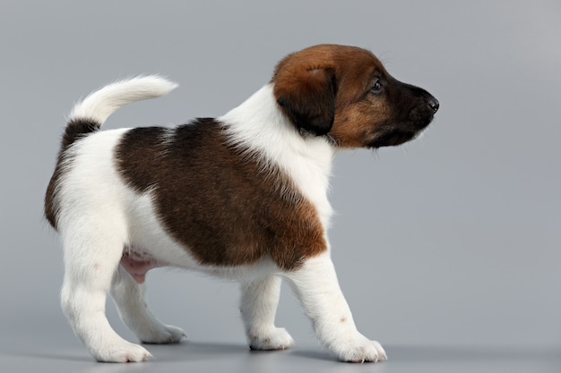 Smooth fox terrier puppy op een grijze achtergrond