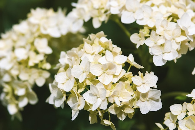 Liscio fiori di ortensia closeup hydrangea arborescens fiori bianchi verdi in giardino