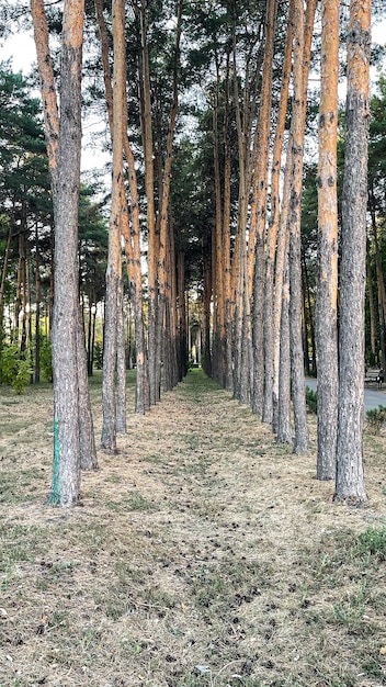 ровная дорожка между деревьями в лесу