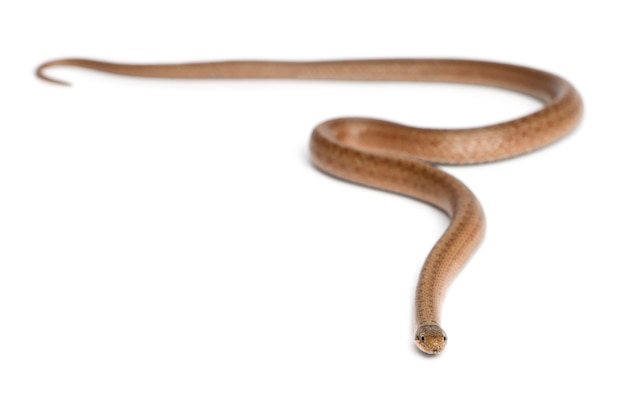 Photo smooth snake, coronella austriaca, in front of white background