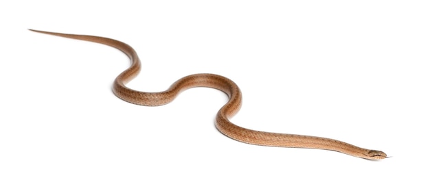 흰색 배경 앞의 부드러운 뱀 Coronella austriaca