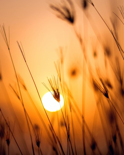 Smooth sunset sky with grass background