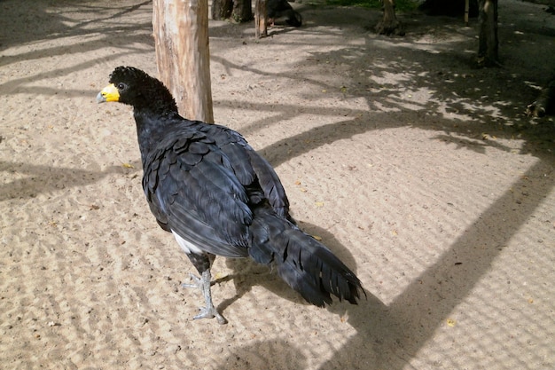 Smoothbilled curassow