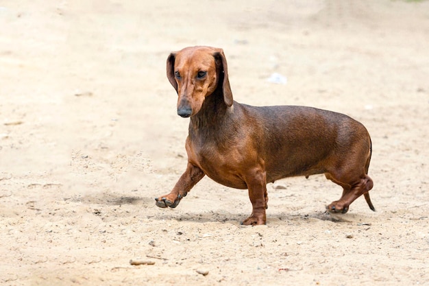 犬のショーで滑らかな色のダックハンド