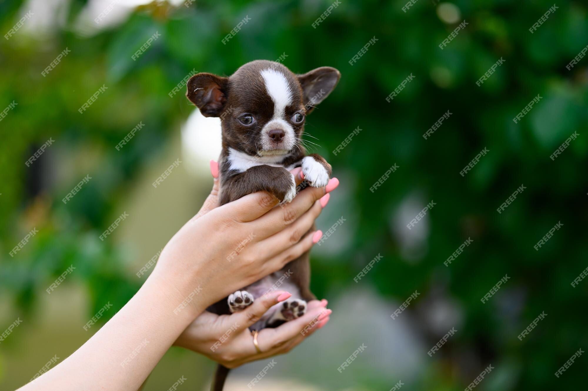 Premium Photo | Smoothhaired chihuahua puppy brown white small domestic dog on blurred natural background Premium Photo | Smoothhaired chihuahua puppy brown white small domestic dog on blurred natural background