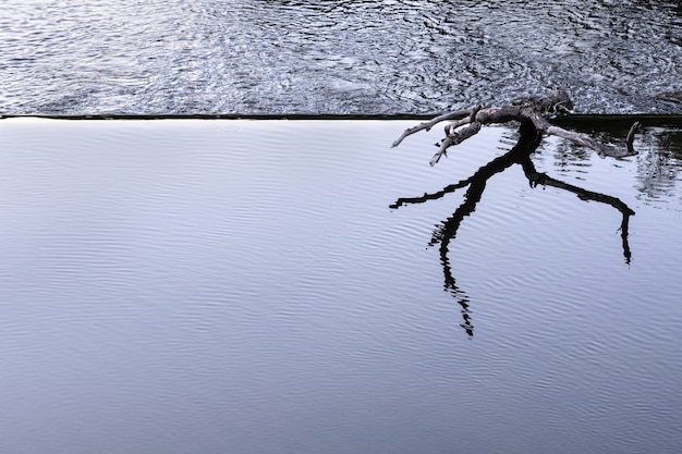 A snag lies on the edge of a dam in a calm water zone. 