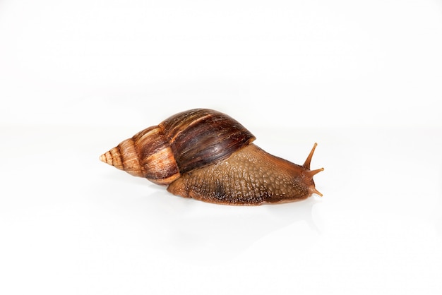 Snail Achatina isolated on white background