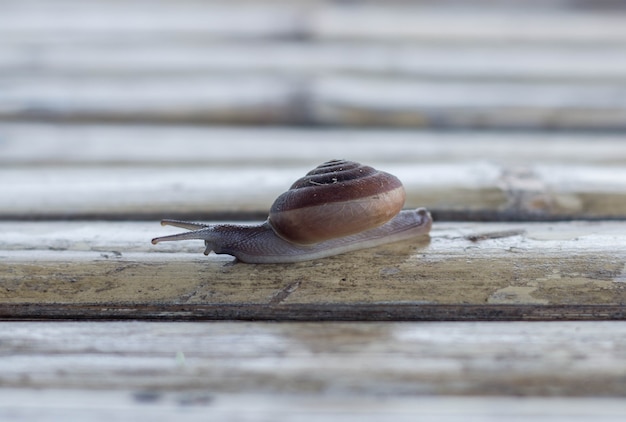 Photo snail on the bamboo stick