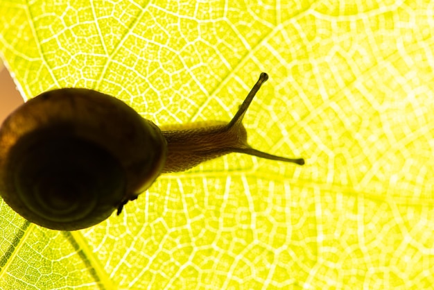 Snail beautiful snail silhouette on green leaves seen through a macro lens selective focus