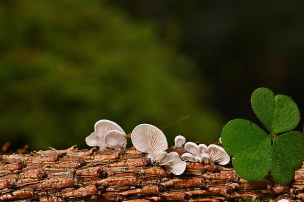 snail on a branch