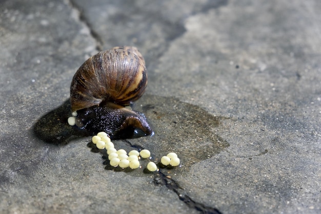 Snail breeding with lay eggs