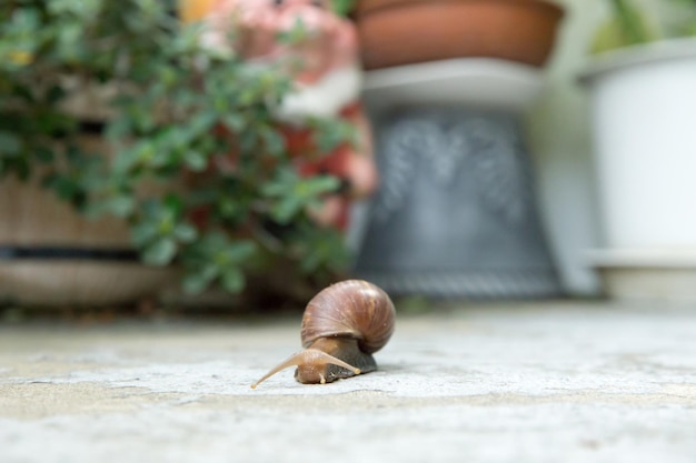 Snail on the cement floor focus selective