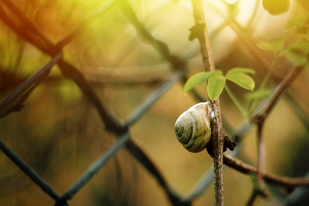 Snail climbing a branch