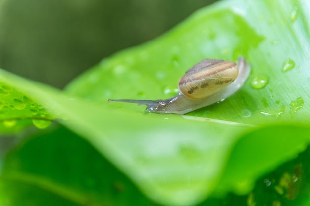 写真 カタツムリ庭に葉を登る。