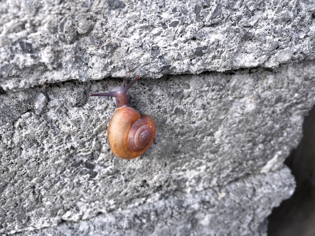 돌 벽돌 벽에 등산하는 달팽이