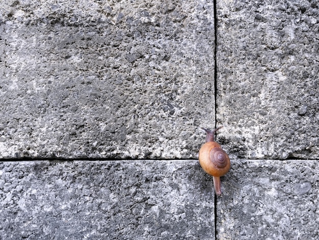 연결선에서 돌 타일 된 벽에 올라가는 달팽이