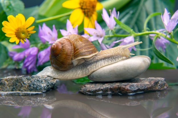 snail climbs from stone to stone. mollusc and invertebrate.