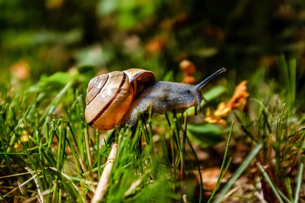 Snail at the course 4