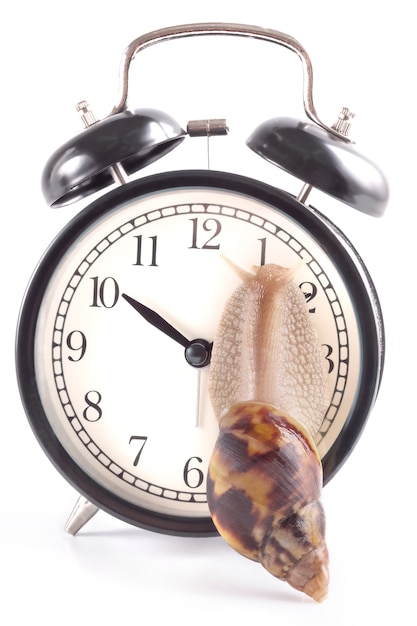 Snail crawling on the alarm clock on white.