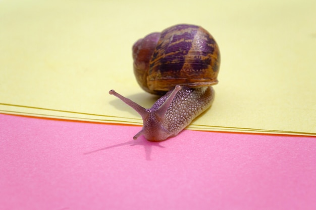 Snail crawling on a colorful pastel background