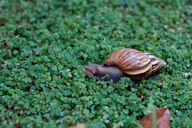 Snail crawling on the grass.