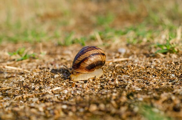 Snail crawling on the ground close-up.