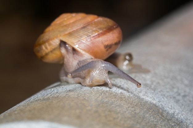 Photo snail crawling on metal after spring rain.