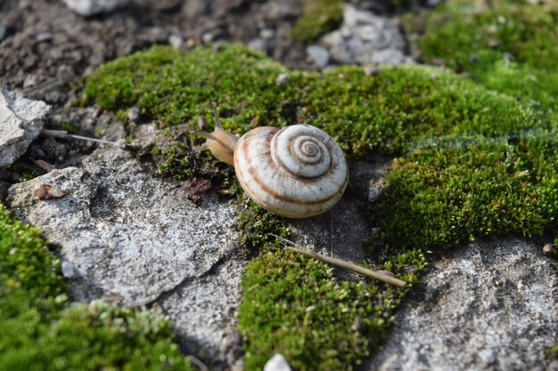 Photo snail crawling on moss. macro photography in natural habitat.