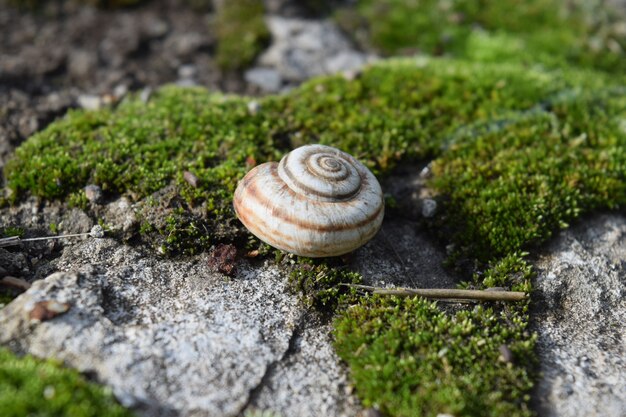 Photo snail crawling on moss. macro photography in natural habitat.