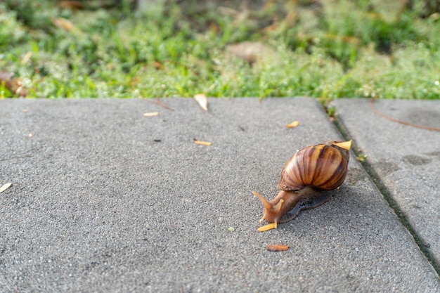 A snail crawling on the pavement