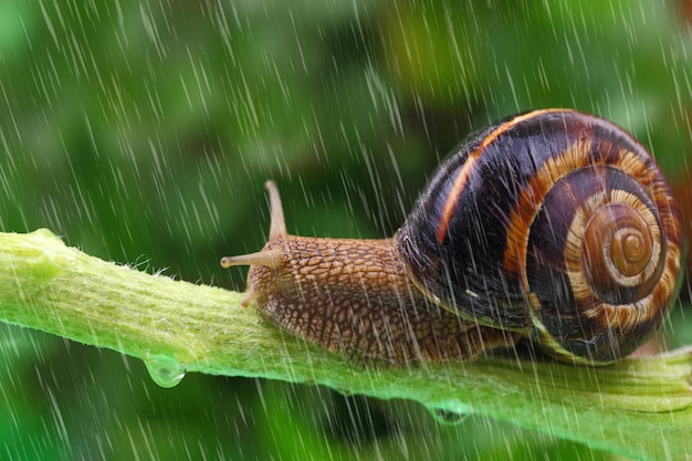 雨と緑の背景を持つ植物の上を這うカタツムリ