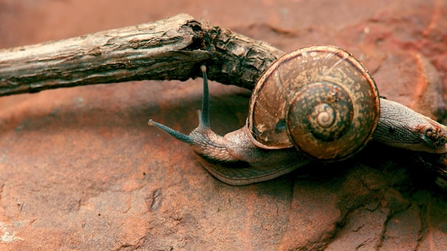 A snail crawling on a rock