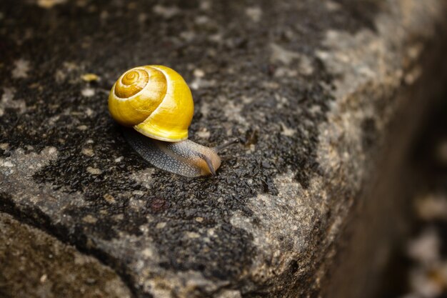 Snail crawling on wet stone.